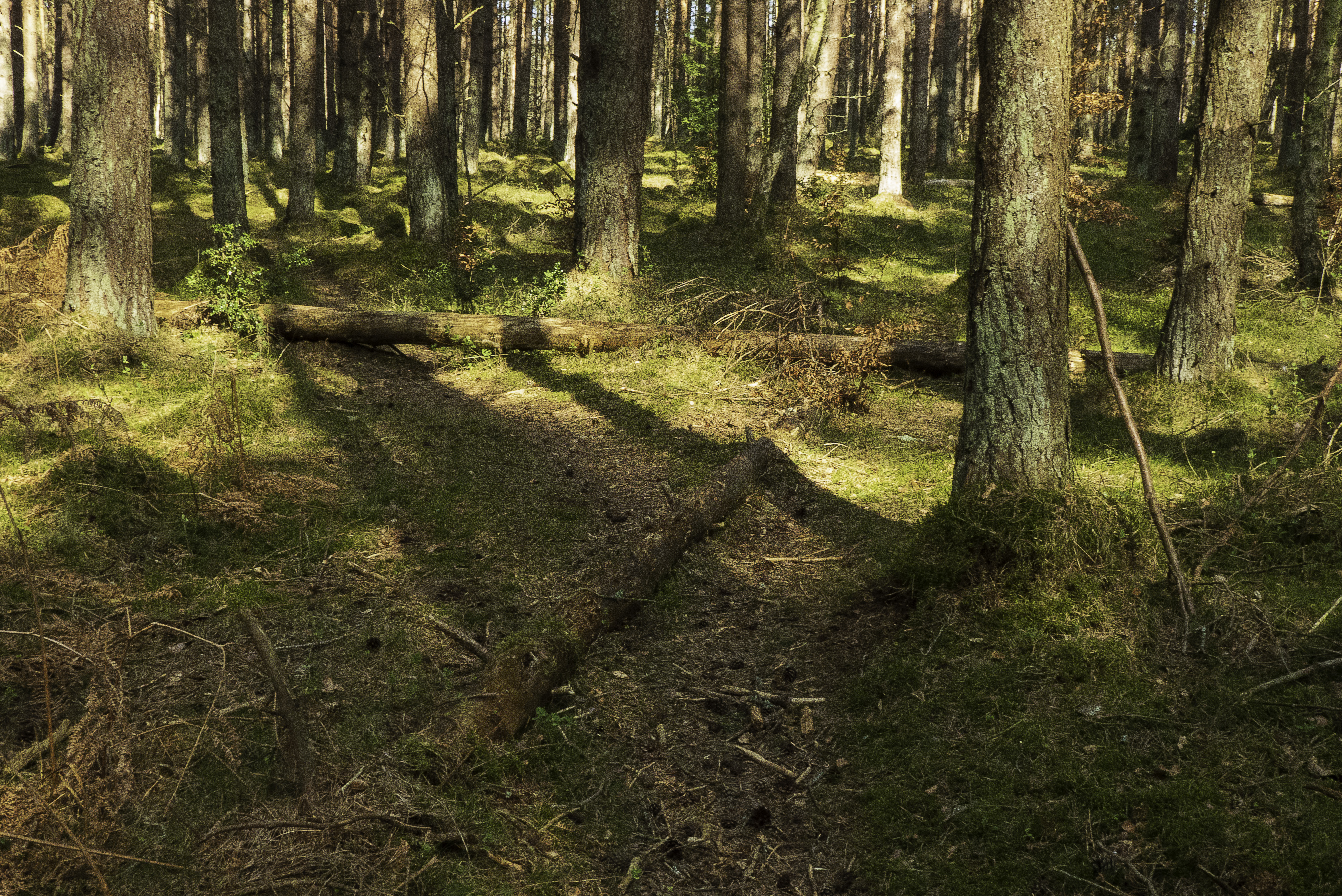 Example of hazard within Crook Wood