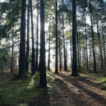 Quarrelwood photo by Debbie