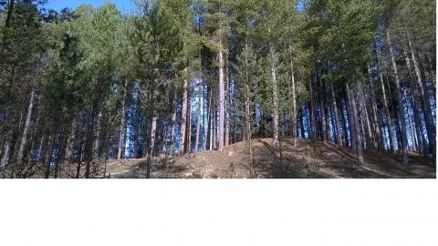 culbin forest