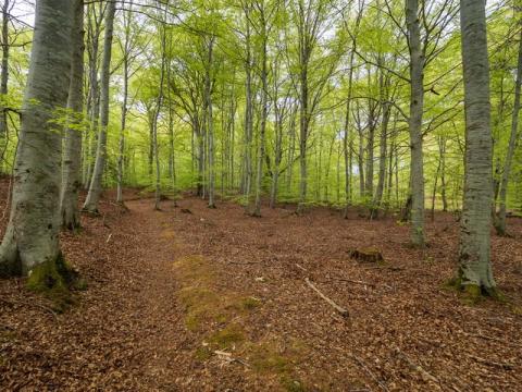 Darnaway Forest