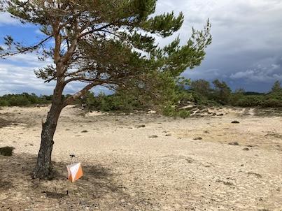 Findhorn tree control